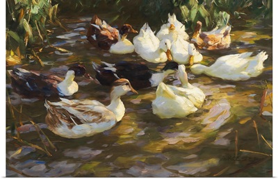 White Ducks In The Pond