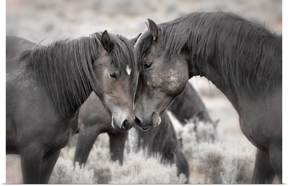 Wild Horses (Equus caballus) in sagebrush near Cody, Wyoming