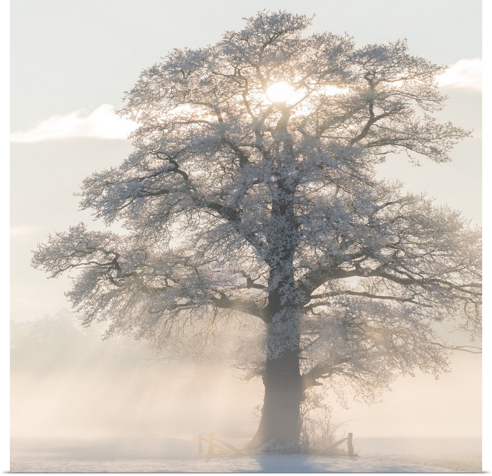 Square photograph of a Winter tree with frosted branches and the morning sun beaming though the middle.
