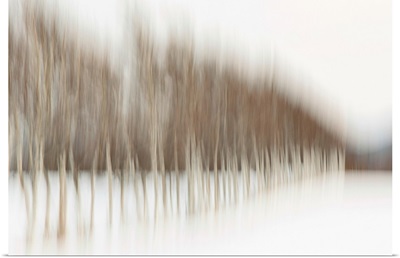 Abstract blur of birch trees in rural Japan