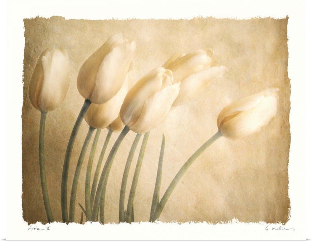 This contemporary artwork shows several tulips in front of a neutral backdrop. The art has a watercolor like quality as th...