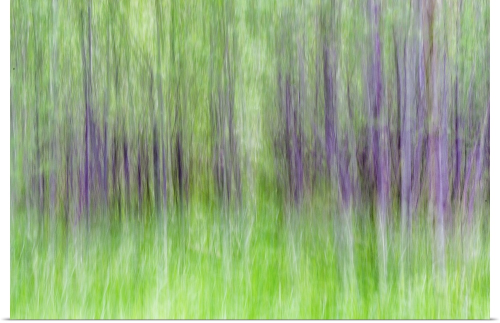 Blurred photo of aspen trees in a forest, creating an abstract image.