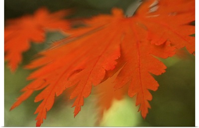 Autumn Leaf Mirage 2