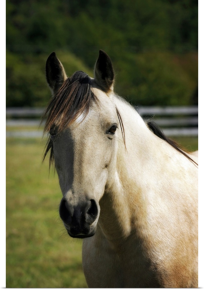 Portrait of a horse looking directly ahead against a blurred background by photographer Alan Hausenflock.