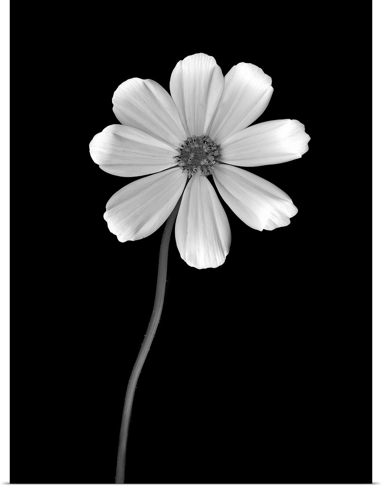 Tall canvas photo of a flower on a dark solid background.