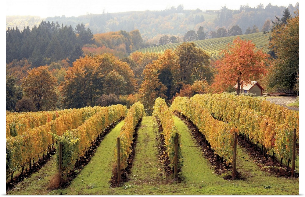 Big photograph shows rows of grapes within a vineyard sitting in front of a small tree line that has more of the vineyard ...