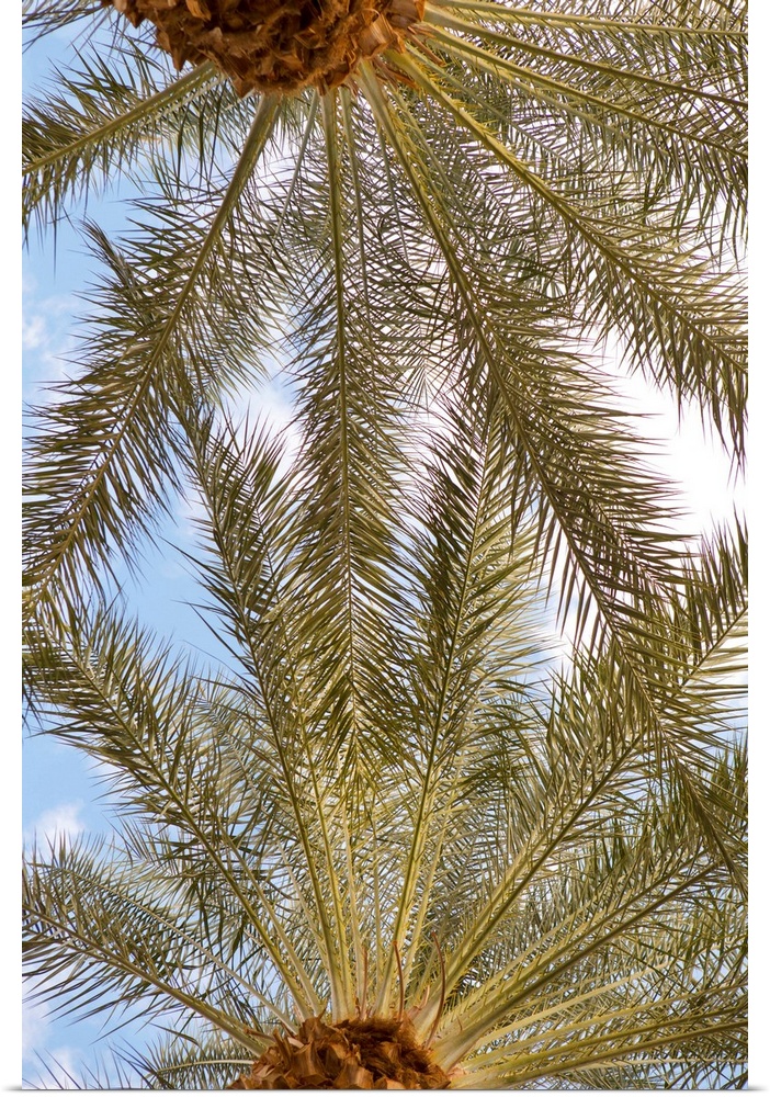 Photograph looking up at the very tops of two palm trees with a blue sky and white clouds in the background.