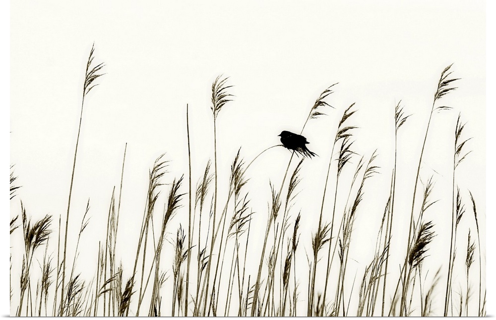 Black and white image of the silhouettes of a row of wheat stalks and a single bird perching on a blade.