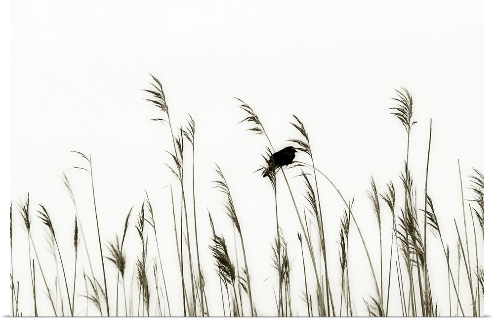 This landscape photograph capture and tiny bird resting on thin bristles of sea grass contrasting with the blank sky behin...