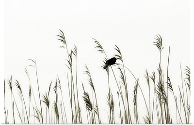 Bird in the Grass 2