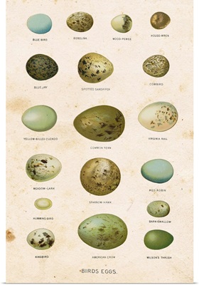 Birds Eggs I