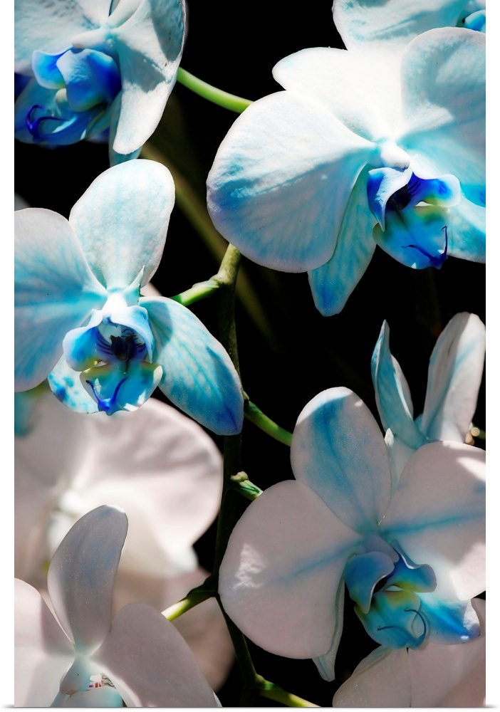 Tall canvas image of flowers against a black background.