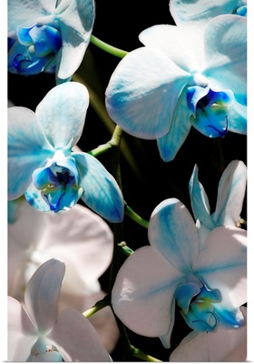 Blue Moth Orchids I