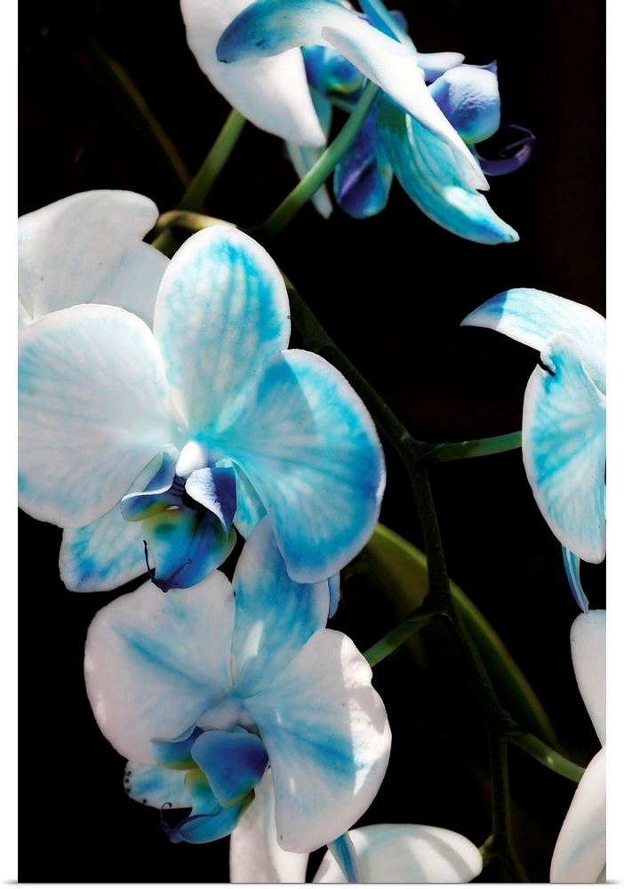 A cluster of blue and white orchids on a green vine bask in the sun.