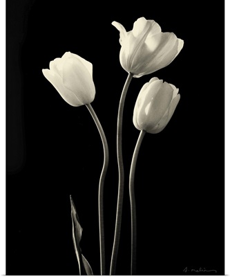 Botanical Elegance Tulips - mini