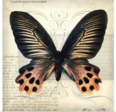 Butterflies Script IV