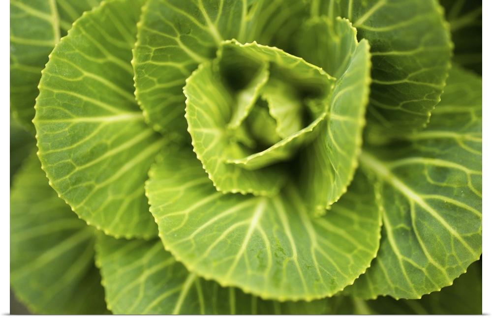 Cabbage Detail