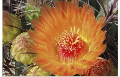 Cactus Flower II