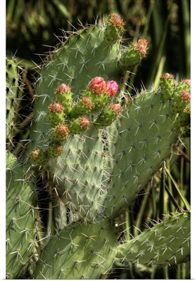 Cactus Flowers II