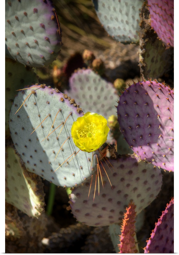Close up of blooming flowers on a cactus covered in spines.