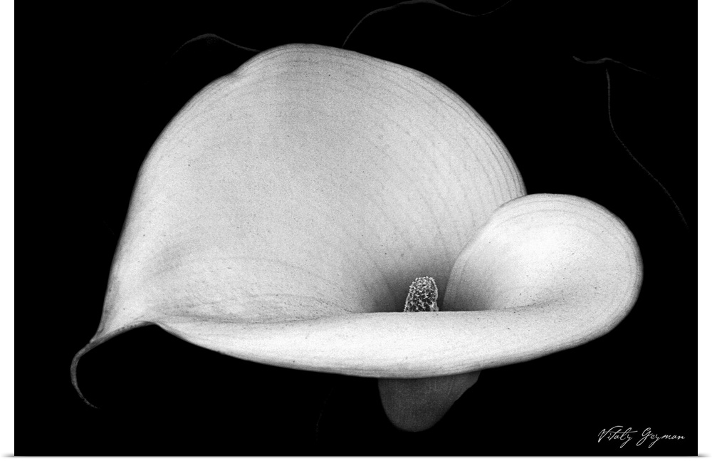 A closely taken photograph of a calla lily flower that is taken in black and white.