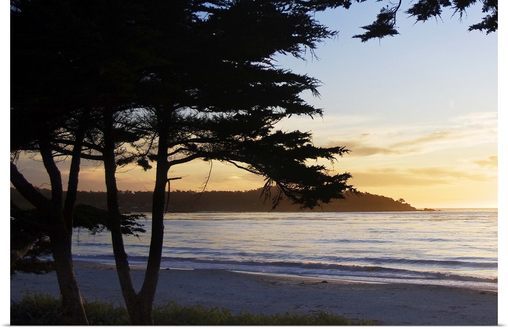 silhouettes of trees in front of an ocean sunset in Carmel, California.