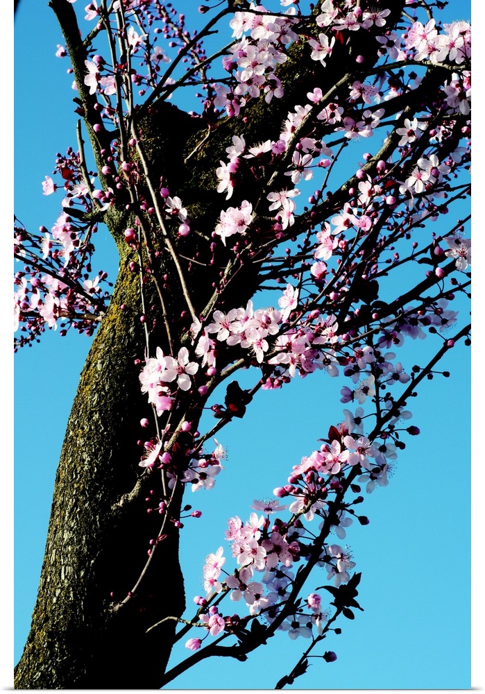 Cherry Blossom III