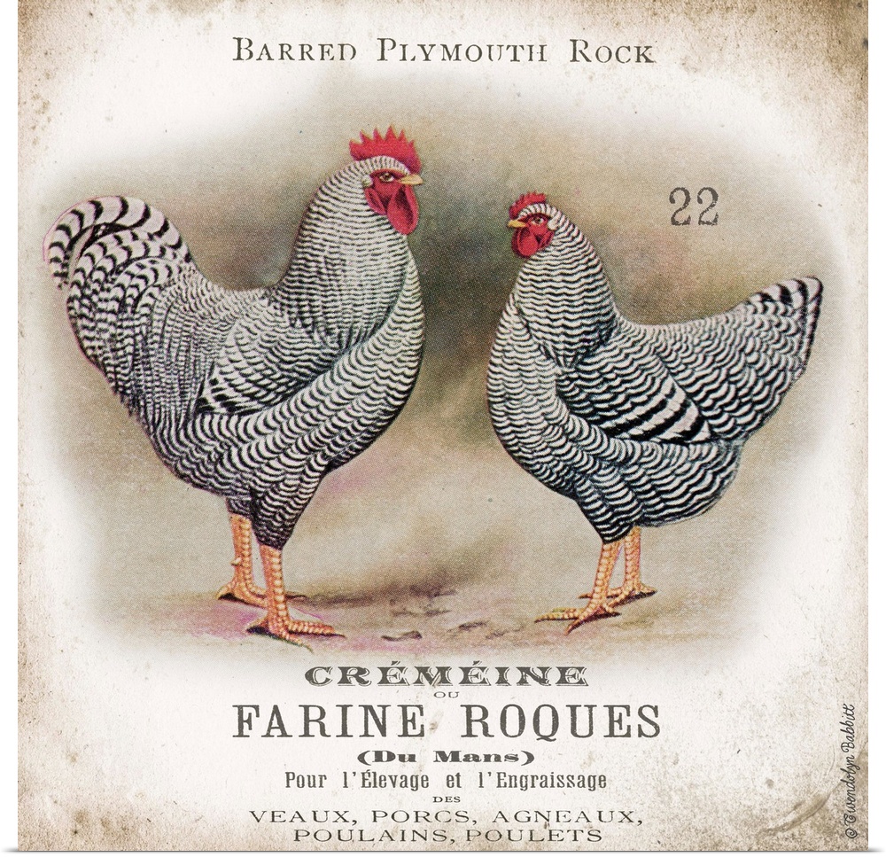 Vintage artwork of the Barred Plylmouth Rock chicken breed.