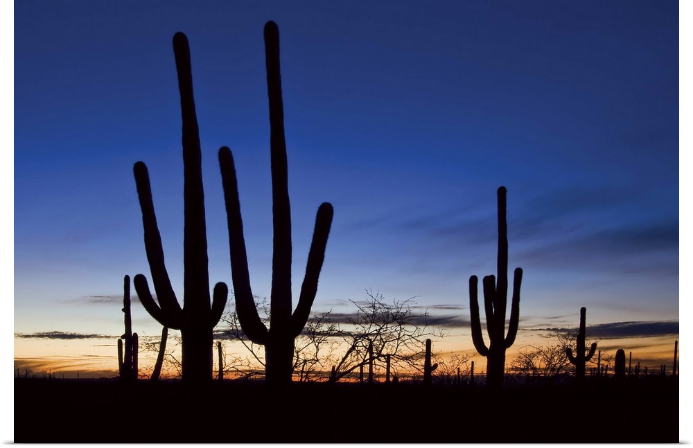 Saguaro cacti at sunset in Saguaro National Park, Arizona