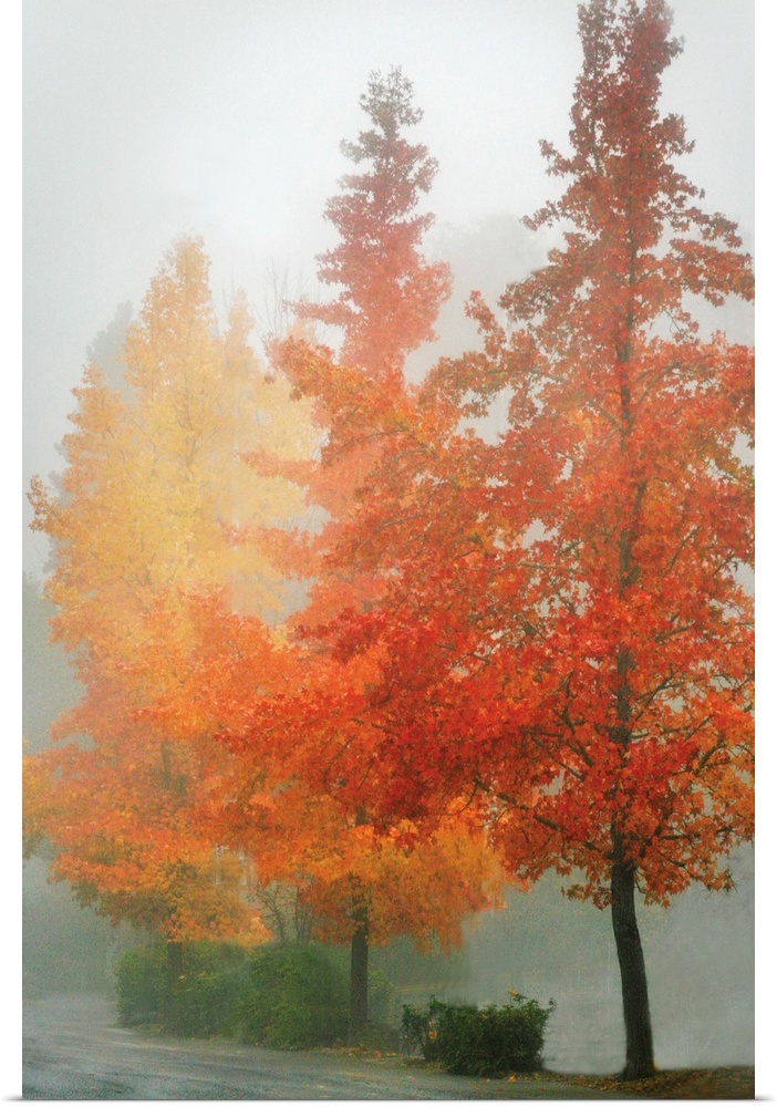 Colors in the Mist I