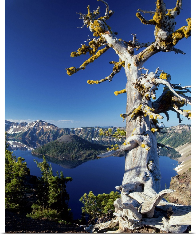 A tree growing at the edge of Crater Lake in Oregon.