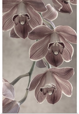 Cymbidium Orchid I