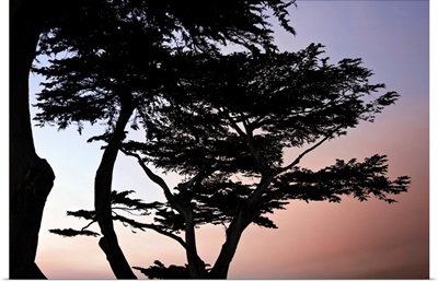 Cypress Silhouette I