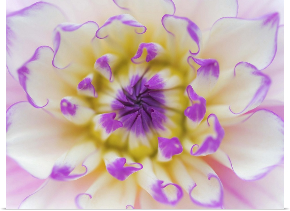 Close up of the center of a pastel-colored dahlia flower.