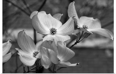 Dogwood Blossoms Black and White I