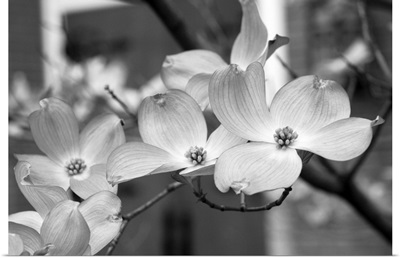 Dogwood Blossoms Black and White II