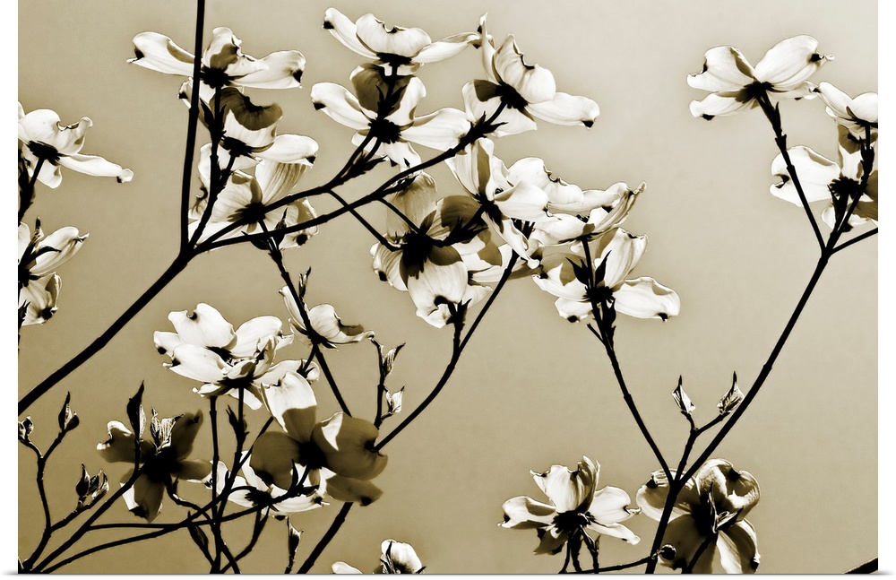 Spring blossoms on twiggy branches silhouetted against the sky reaching towards the sun in this horizontal photograph.