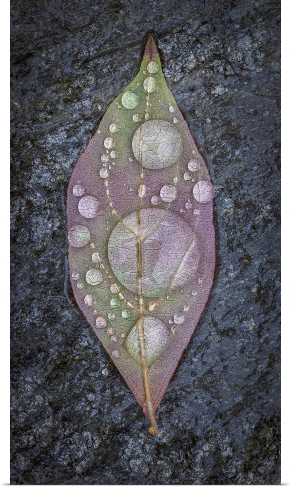 Close up of a dogwood leaf covered in rain drops.