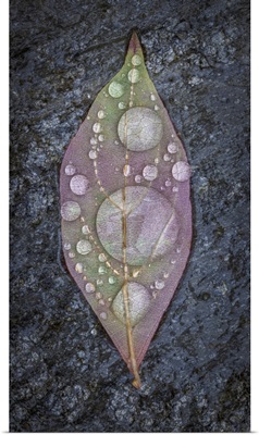 Dogwood Leaf & Rain I