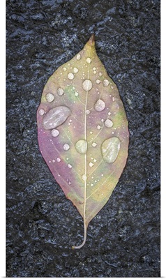 Dogwood Leaf & Rain II