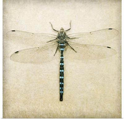 Dragonfly I