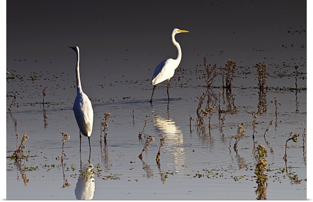 Early Morning Egrets 1
