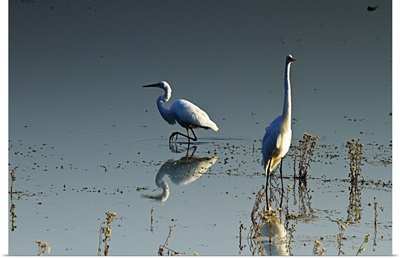 Early Morning Egrets 2