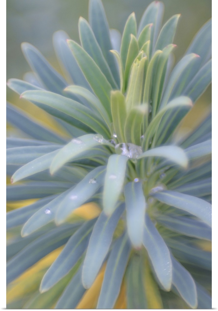 Euphorbia & Rain Drops II