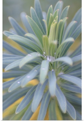 Euphorbia & Rain Drops II