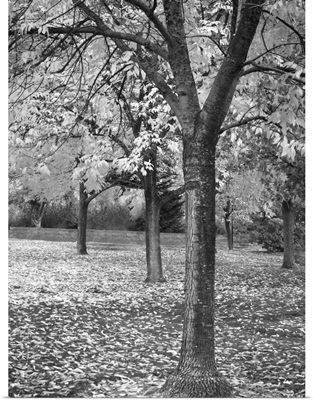 Fall Tree Grove I B