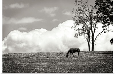 Horses in the Clouds II