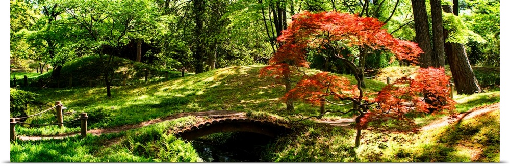 Panoramic photograph of a hilly Japanese garden with a red maple tree and a small foot bridge over a stream.