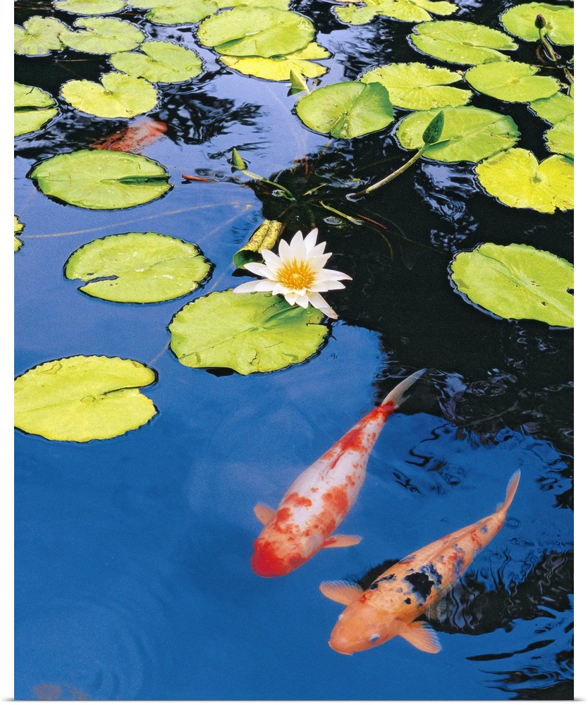 Decorative artwork for the home or office that shows two koi fish swimming just under the surface of the pond with lily pa...