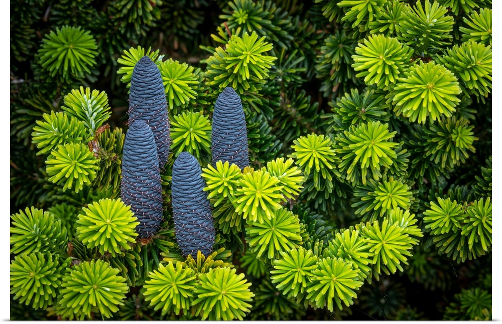 Korean spruce cones